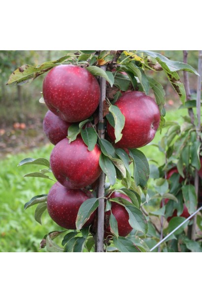 Яблоня колоновидная Титания фото